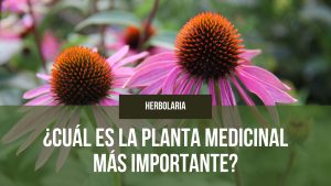 Lee más sobre el artículo ¿Cuál es la planta medicinal más importante?