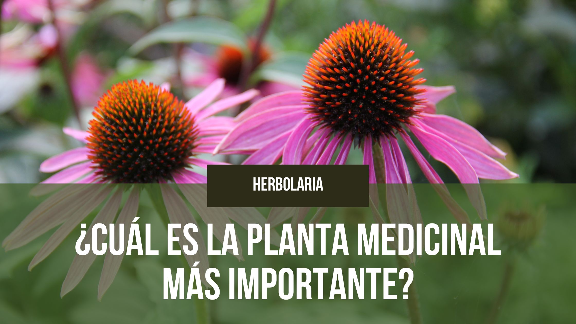 En este momento estás viendo ¿Cuál es la planta medicinal más importante?