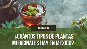 Lee más sobre el artículo ¿Cuántos Tipos de Plantas Medicinales Hay en México? 