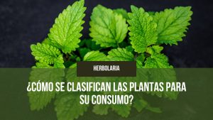 Lee más sobre el artículo ¿Cómo se clasifican las plantas para su consumo?