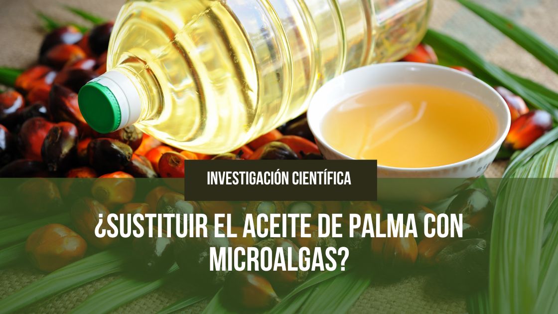 Lee más sobre el artículo ¿Sustituir el aceite de palma con microalgas?