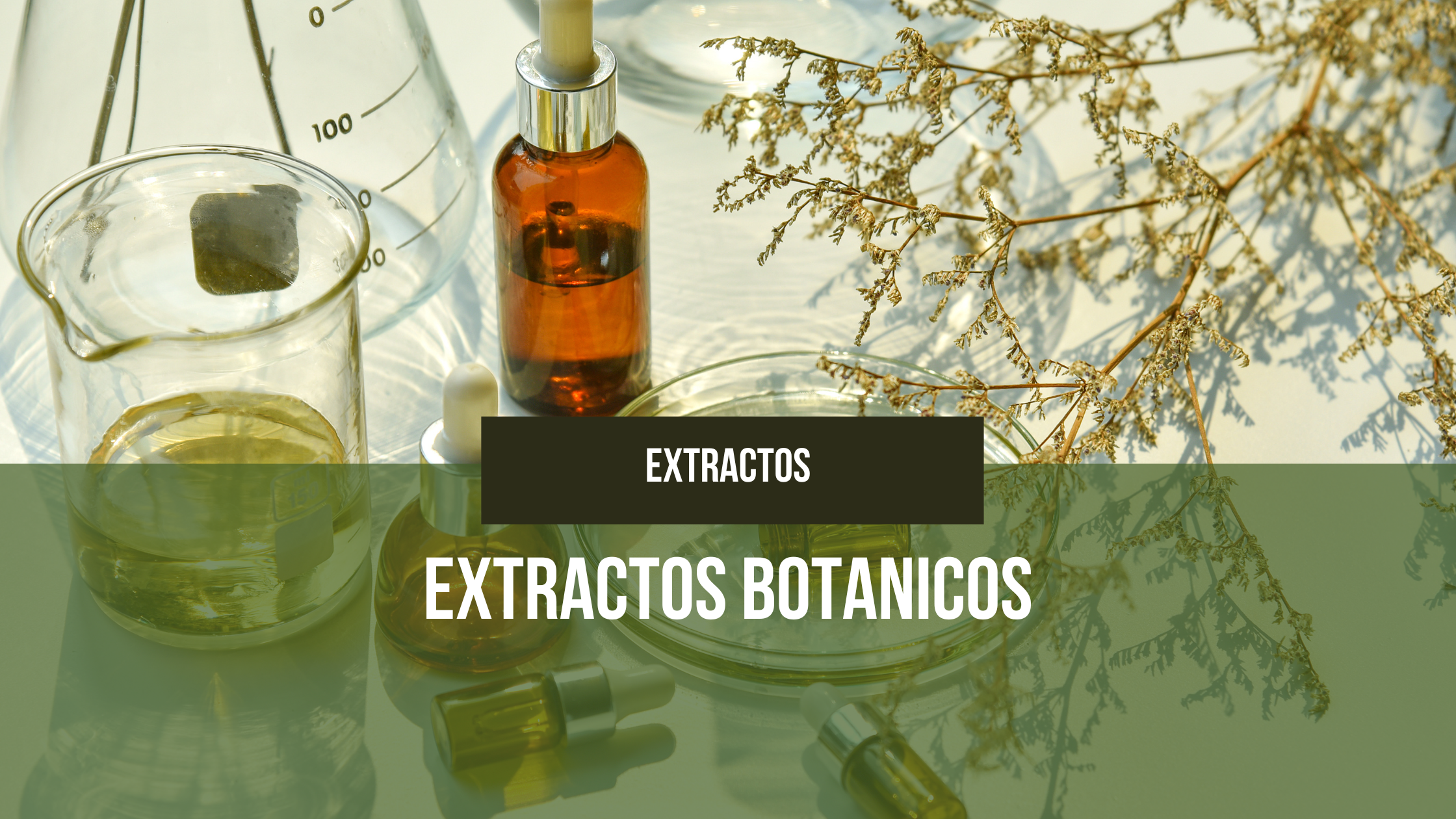 En este momento estás viendo Descubriendo el Mundo de los Extractos Botánicos: Naturaleza en una Botella