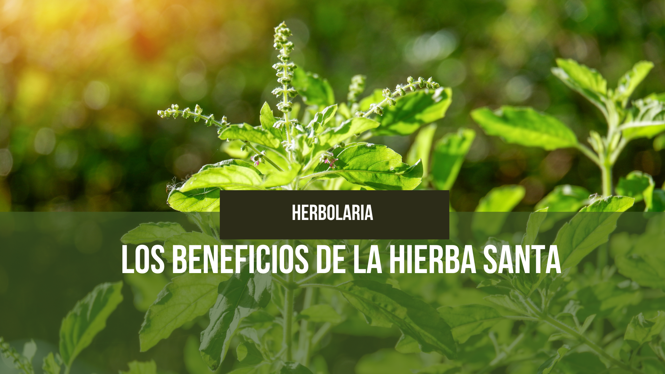 Lee más sobre el artículo Los beneficios de la hierba santa
